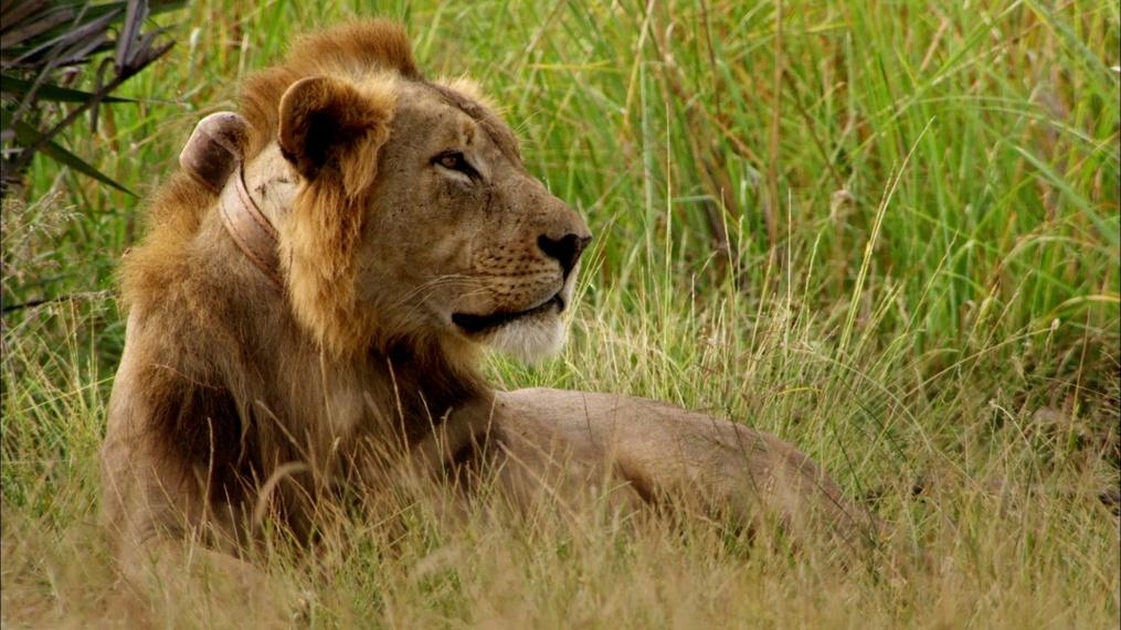 Lion Mystery