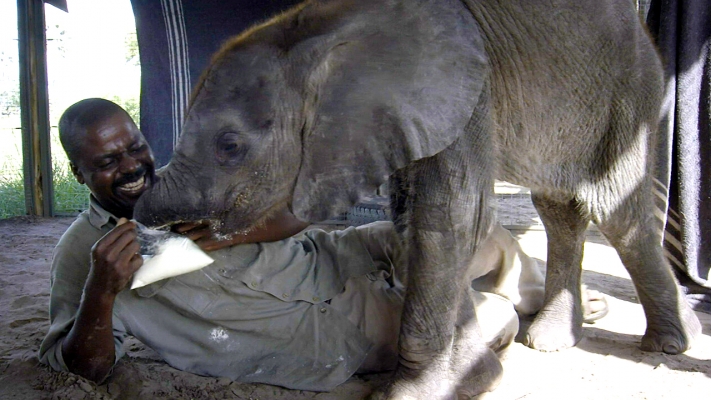 Naledi: One Little Elephant