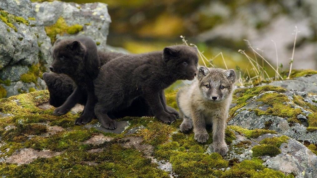 First Steps