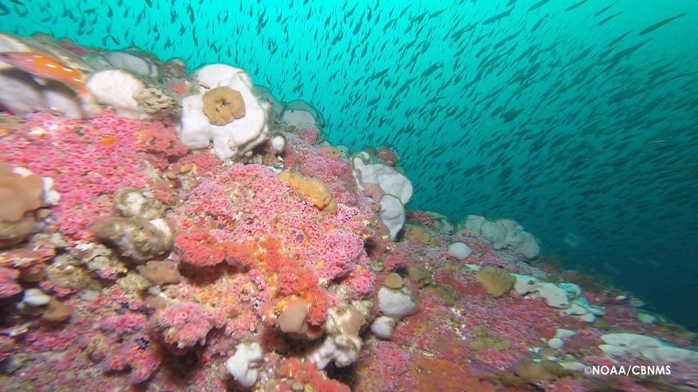 Changing Seas The Cordell Bank A National Treasure WTTW