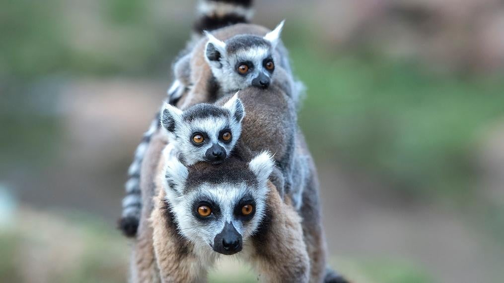 Madagascar: Islands of Wonder