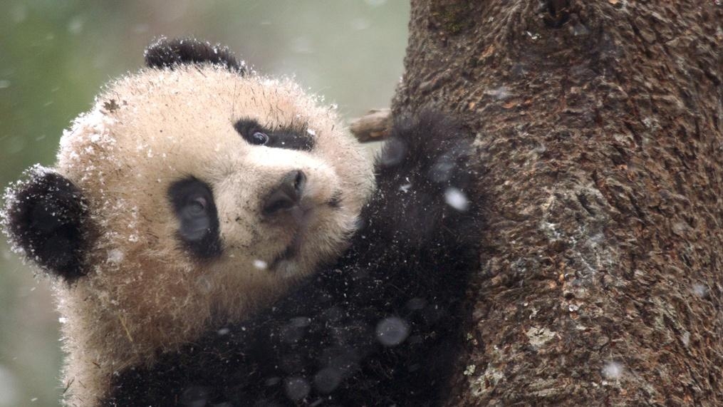 Pandas: Born to Be Wild