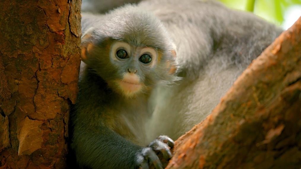 Primates: Protecting Primates