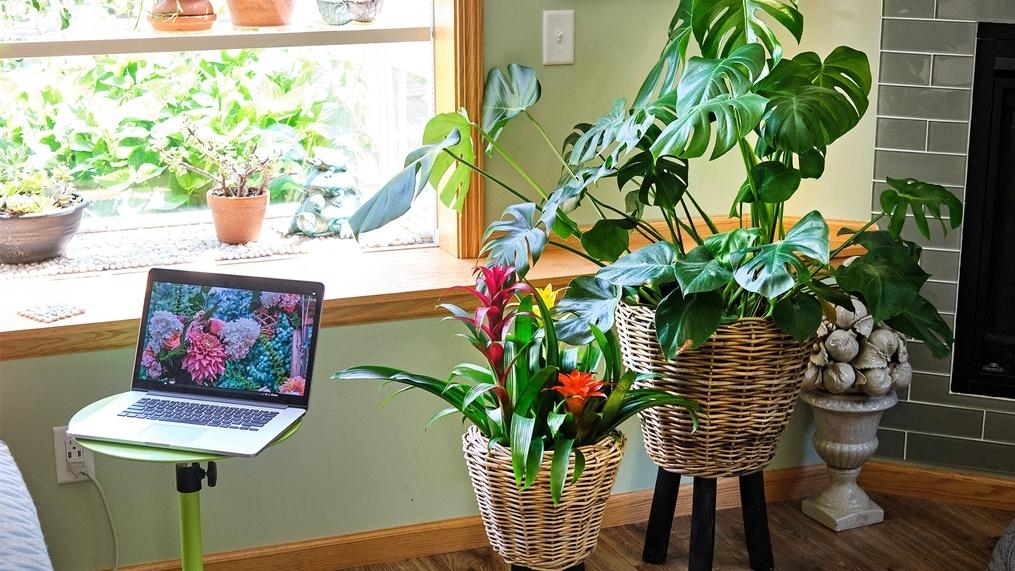 Plants and Flowers for a Healthy Home