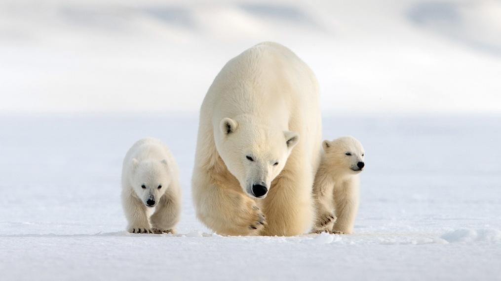Snow Bears