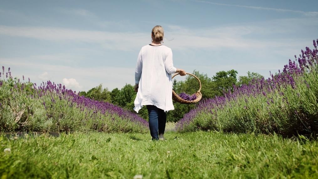 Lavender In Bloom