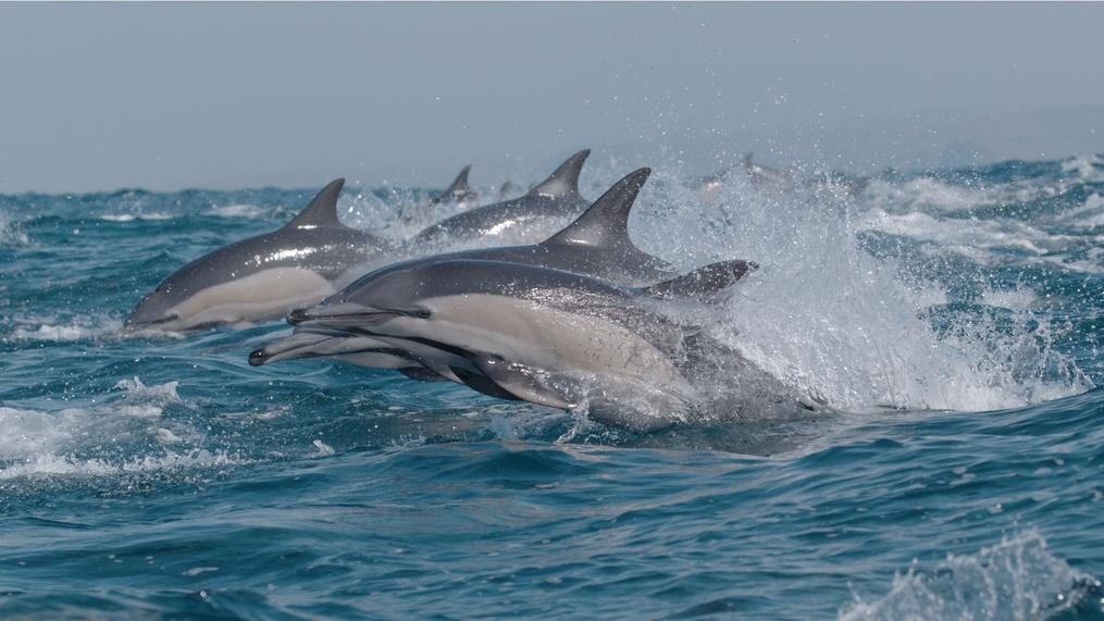 Nature | The Ocean's Greatest Feast | WTTW