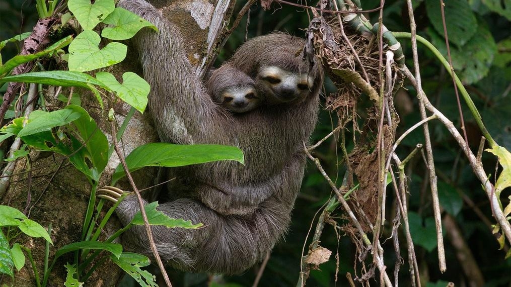 Colombia - Wild and Free | From The Pacific to the Andes | WTTW