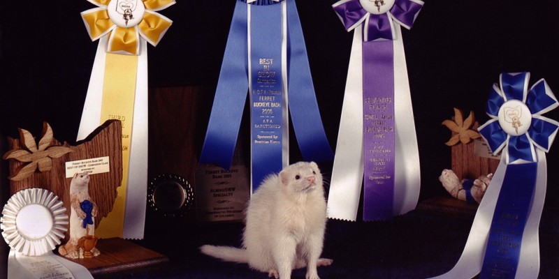 Ferrets: The Pursuit of Excellence