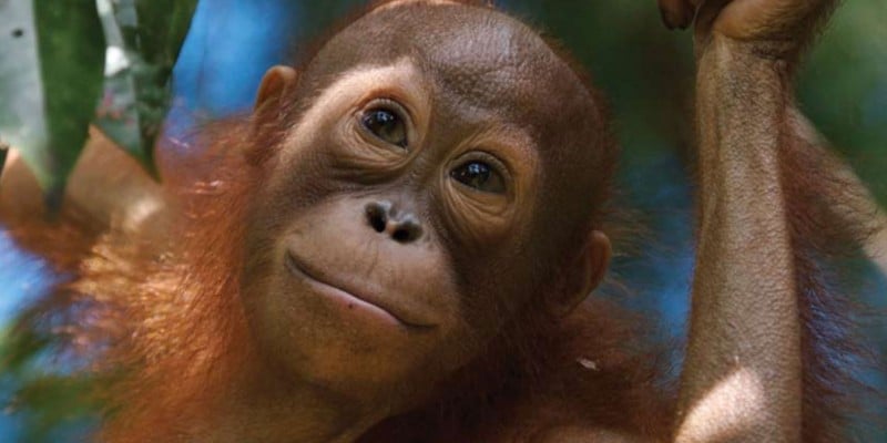 Orangutan Diary | WTTW