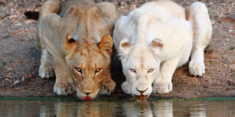 The White Lions