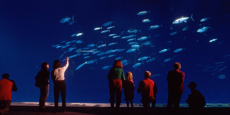 Oceans In Glass: Behind The Scenes of the Monterey Bay Aquarium