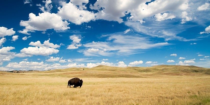 Great Plains: America's Lingering Wild