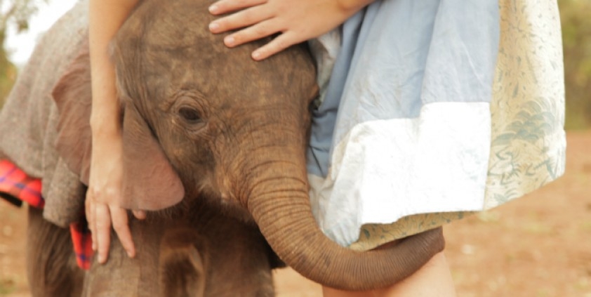 The Elephant Who Found A Mom