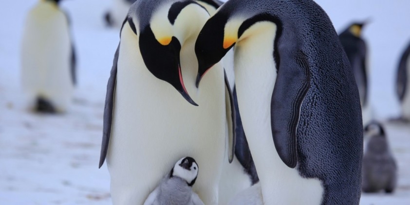 Penguins: Spy in the Huddle, A Nature Special Presentation