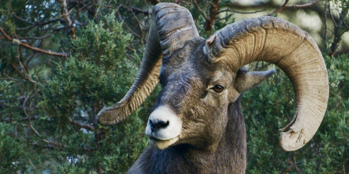 nature-born-in-the-rockies-growing-up-wttw