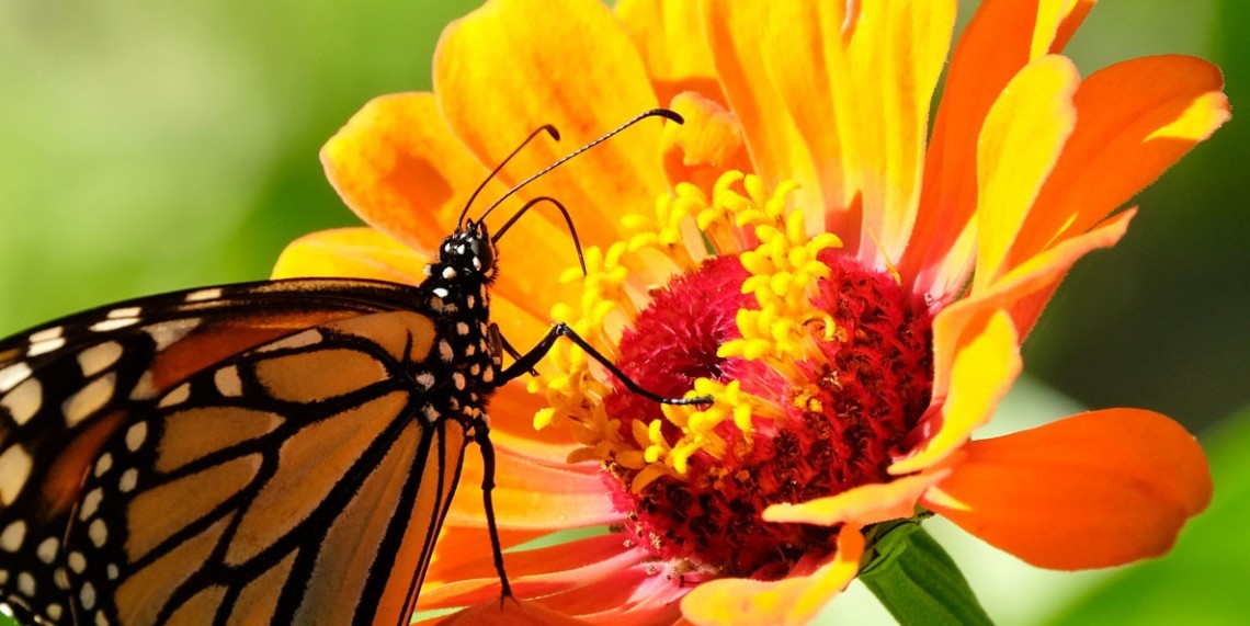 Beauty On The Wing: Life Story Of The Monarch Butterfly | | WTTW