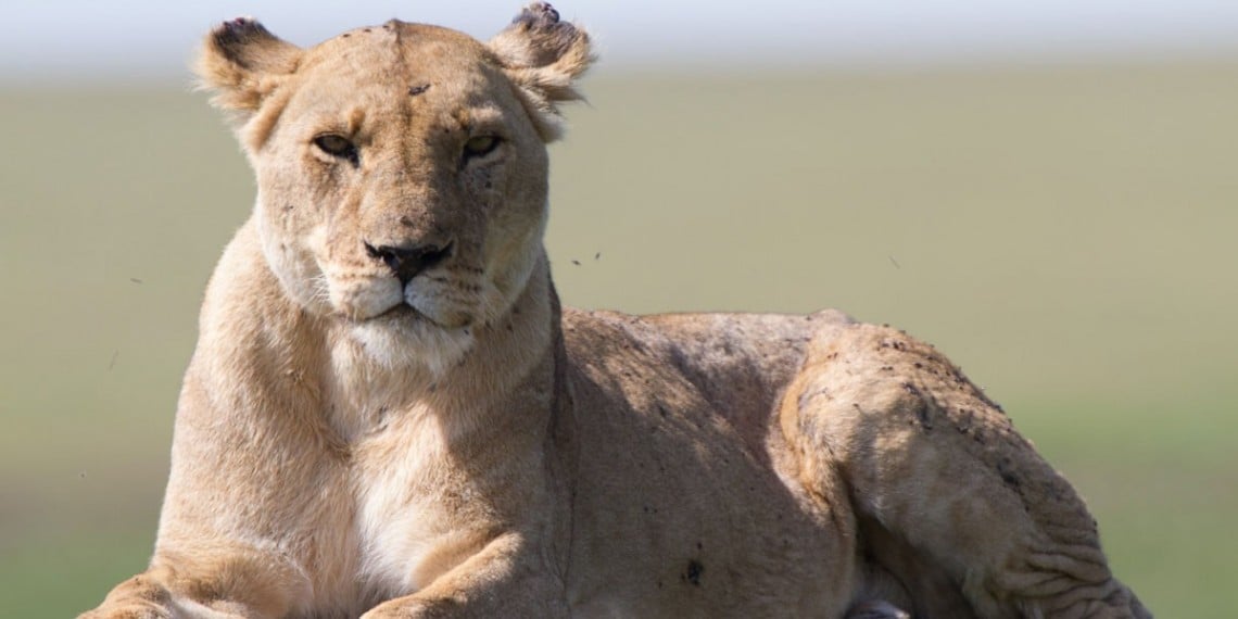 Lion: The Rise and Fall of the Marsh Pride