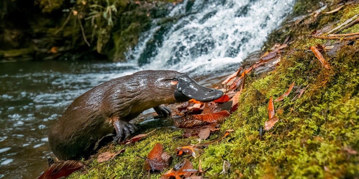 Feeder Stream — The Living River