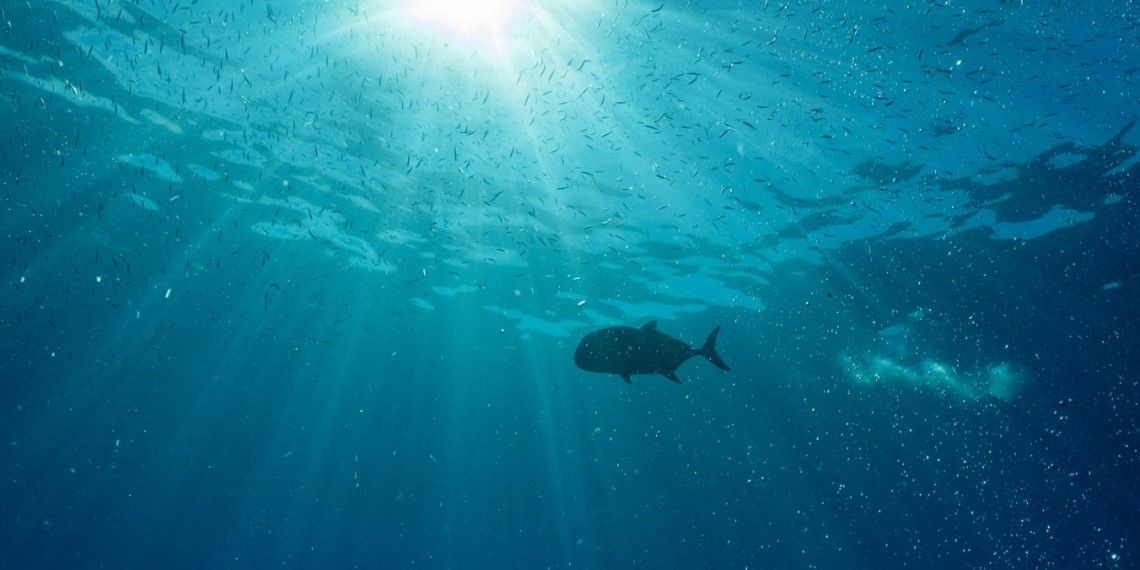 Hope in the Water