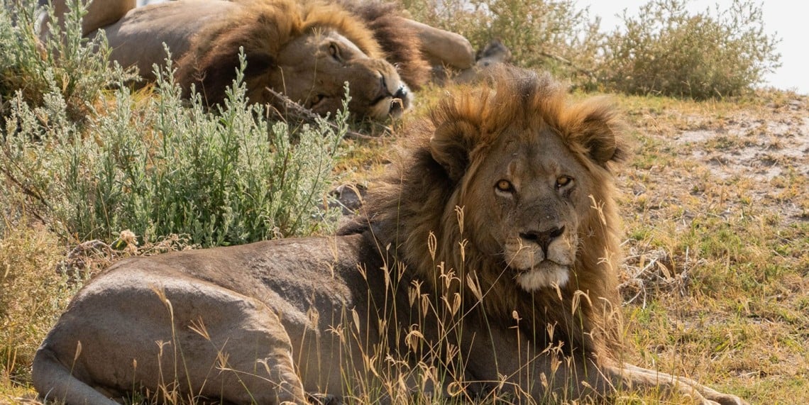 Big Cats 24/7