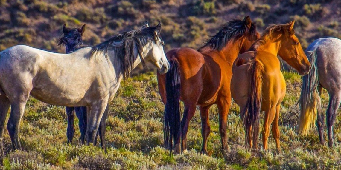Native Horse