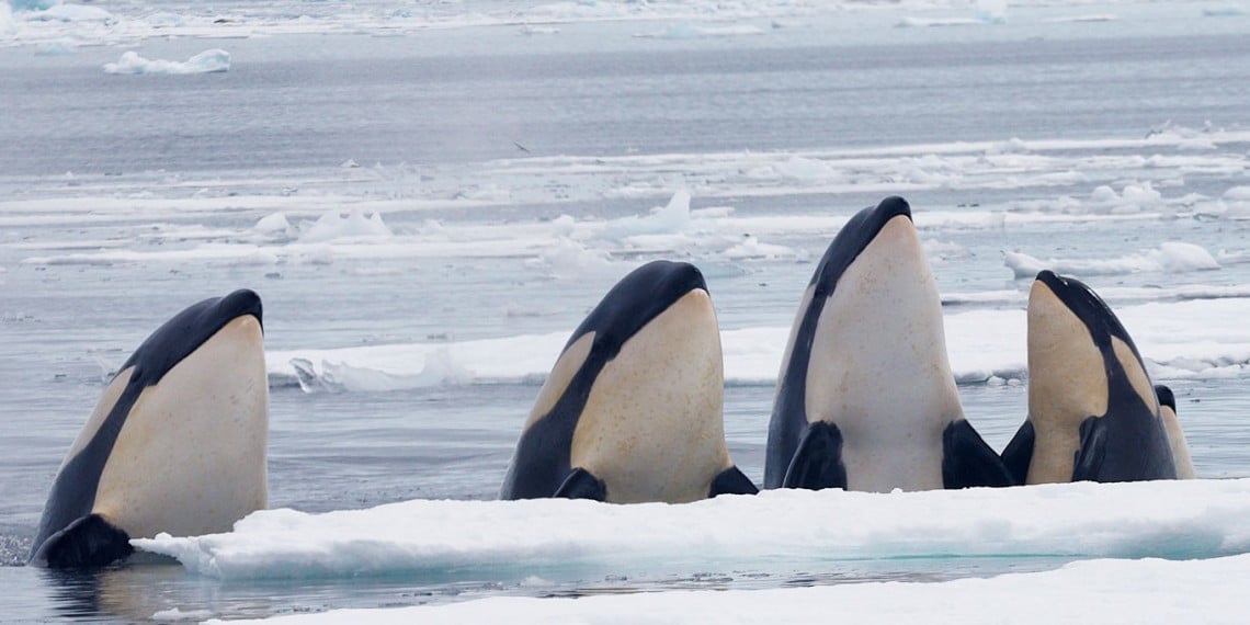 Expedition Killer Whale