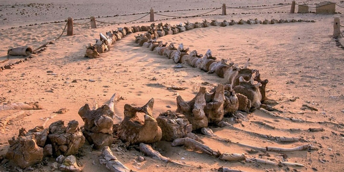 When Whales Could Walk