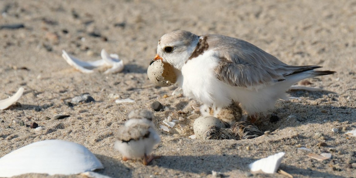 The Piping Plovers of Moonlight Bay