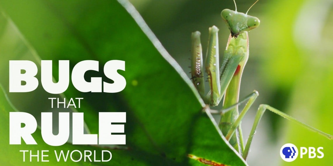 Bugs That Rule The World