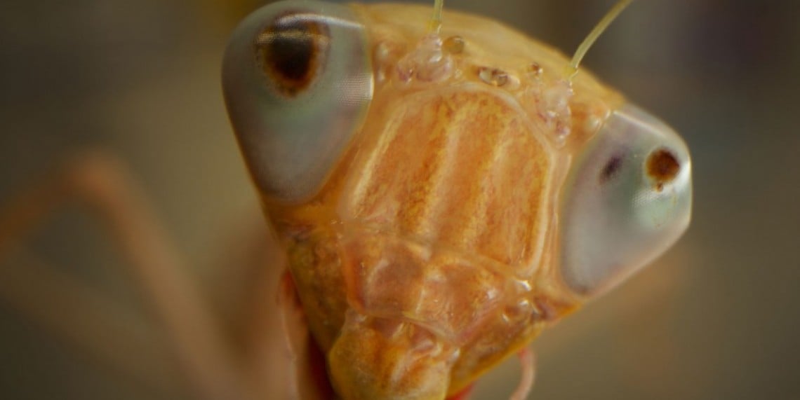 Insect Apocalypse