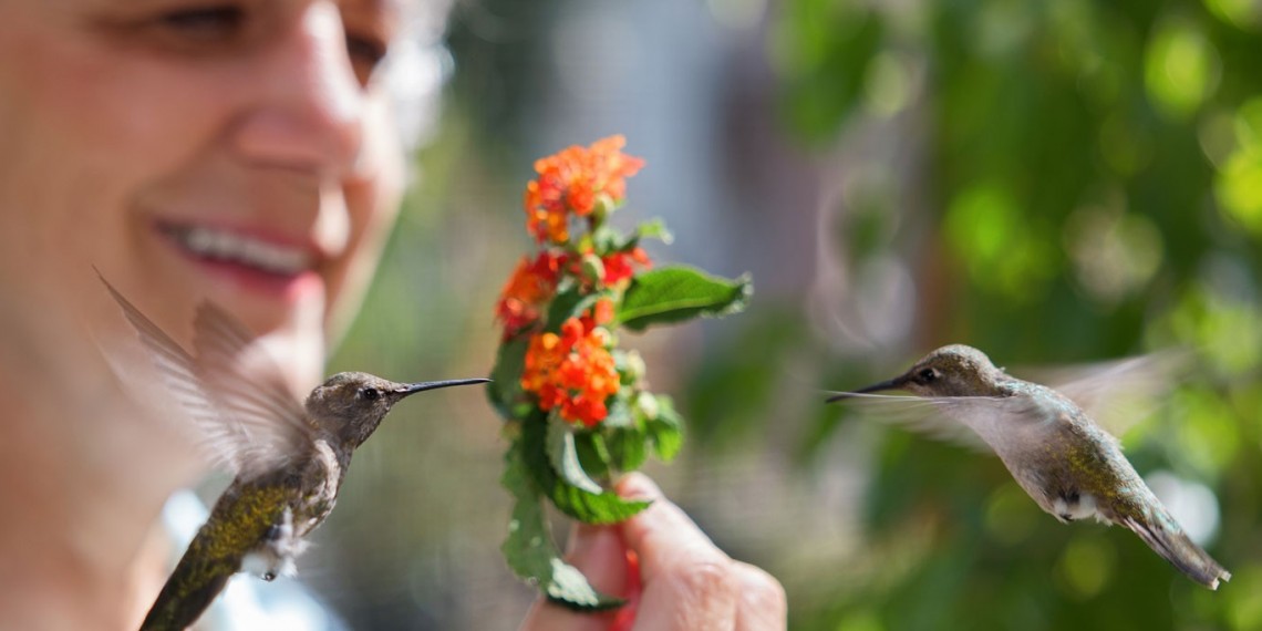 Hummingbirds of Hollywood