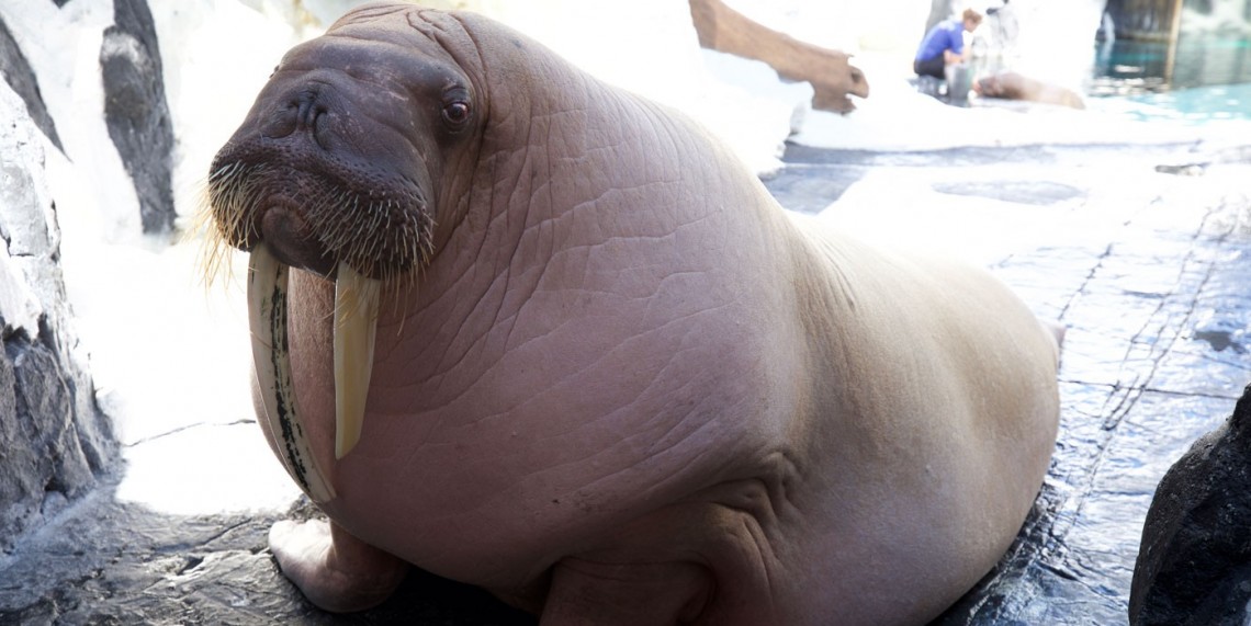Nature | Walrus: Life On Thin Ice | WTTW