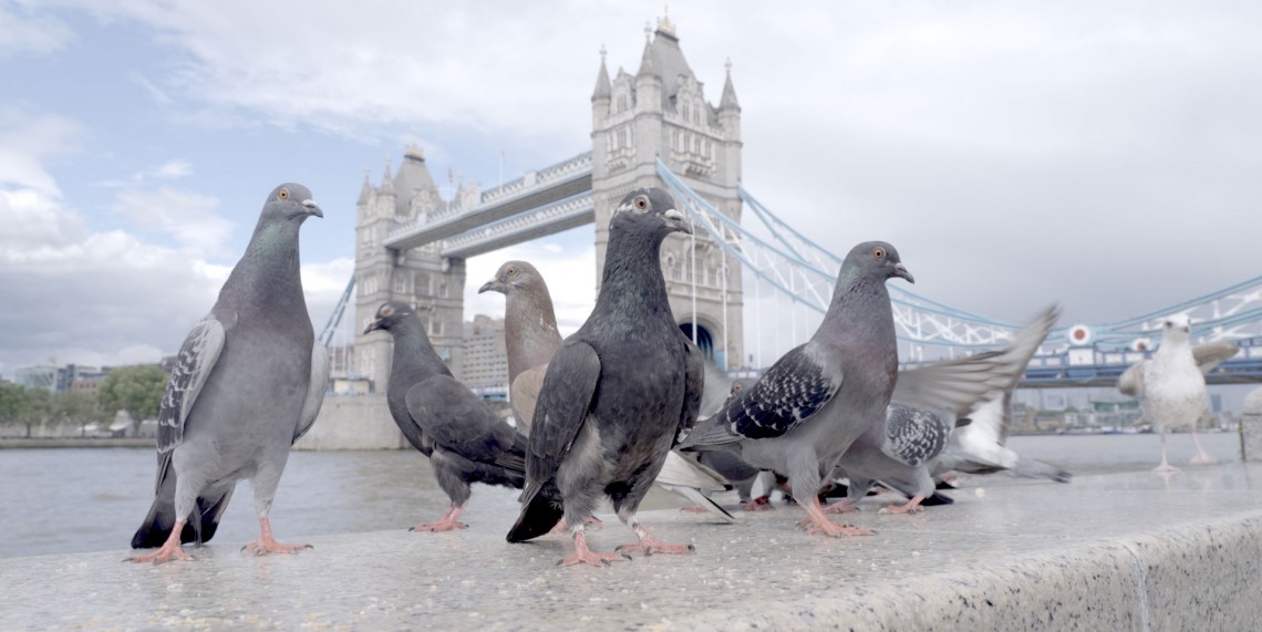 The Pigeon Hustle