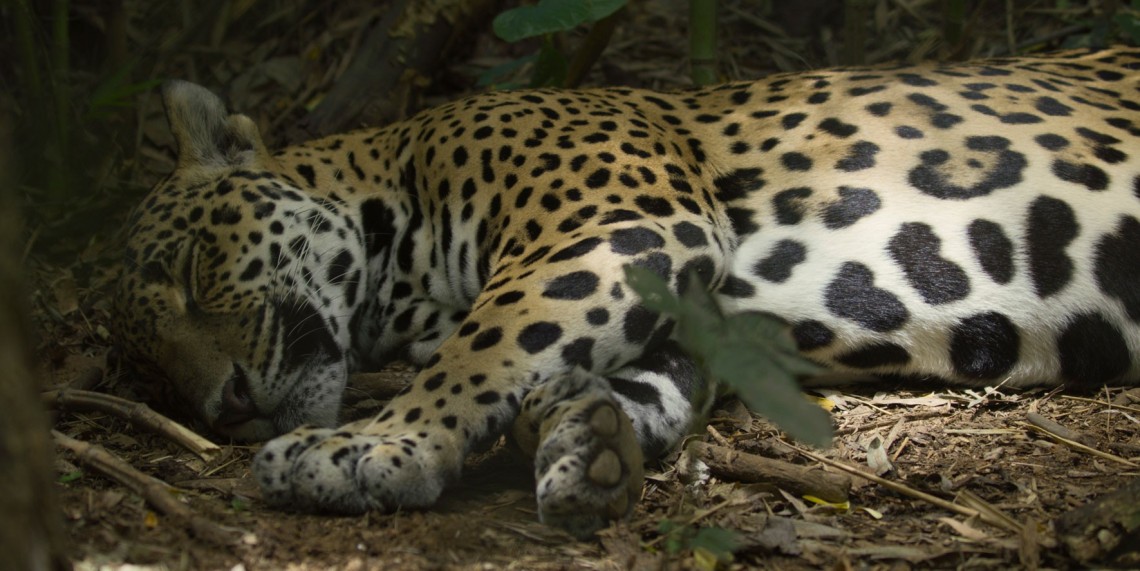 Jaguar Beach