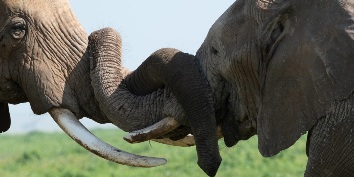 Tusker: Brotherhood of Elephants