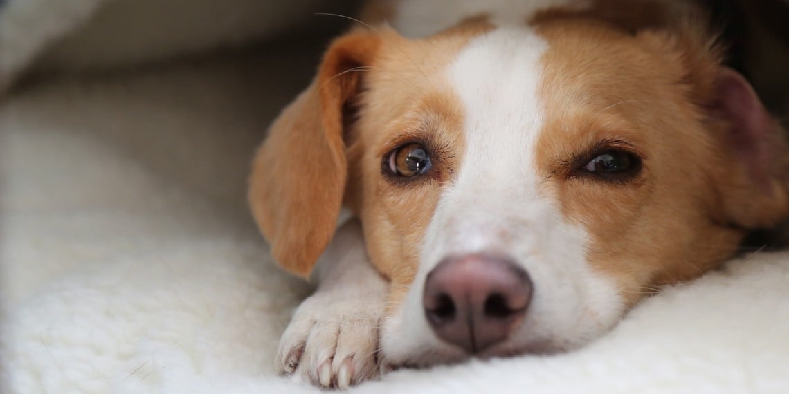 Can Dogs Talk?