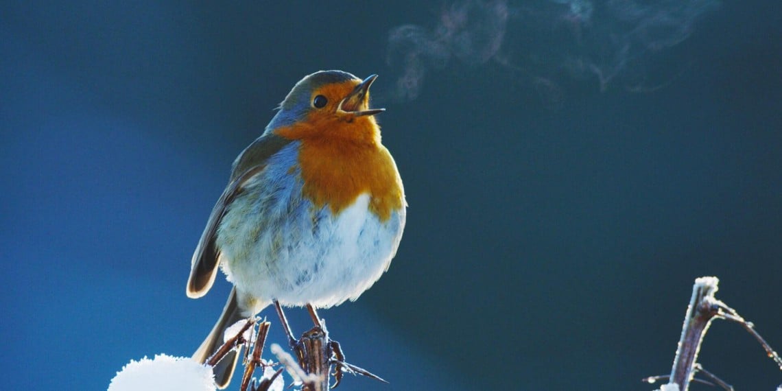 Attenborough's Wonder of Song
