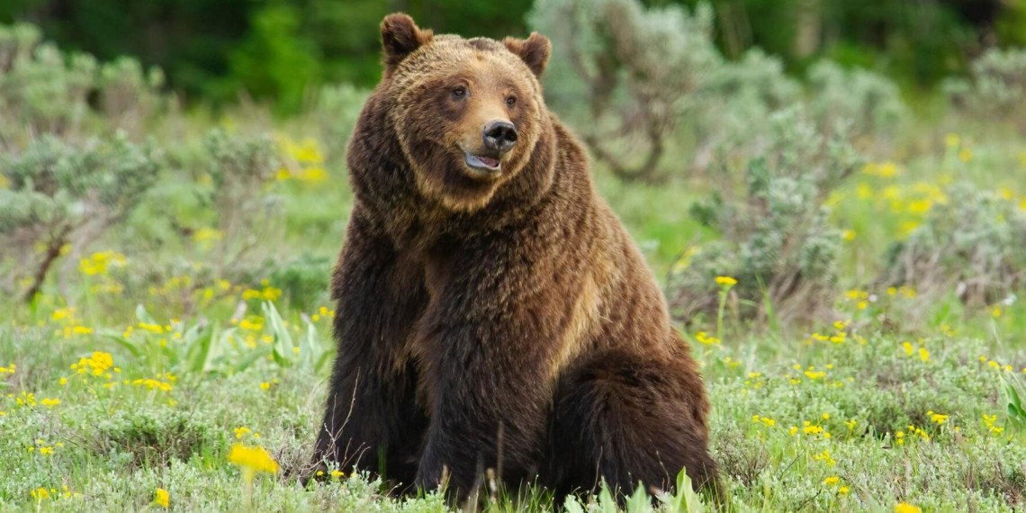 Grizzly 399: Queen of the Tetons