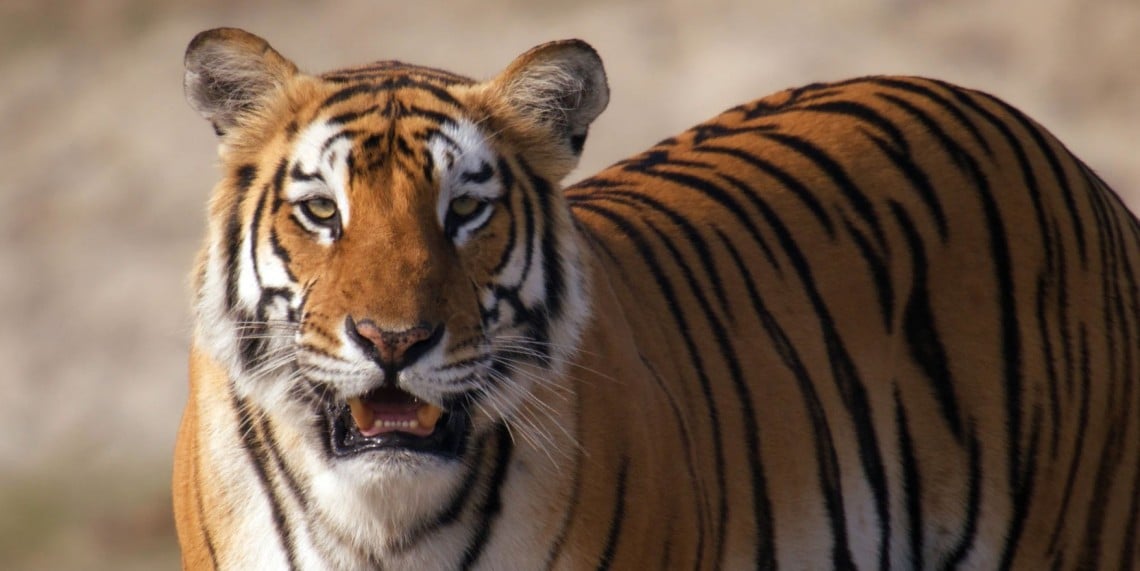 Tiger Island, Part I