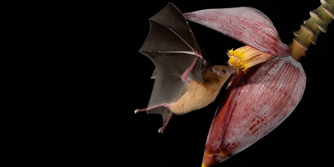 Evolution: Need to Feed